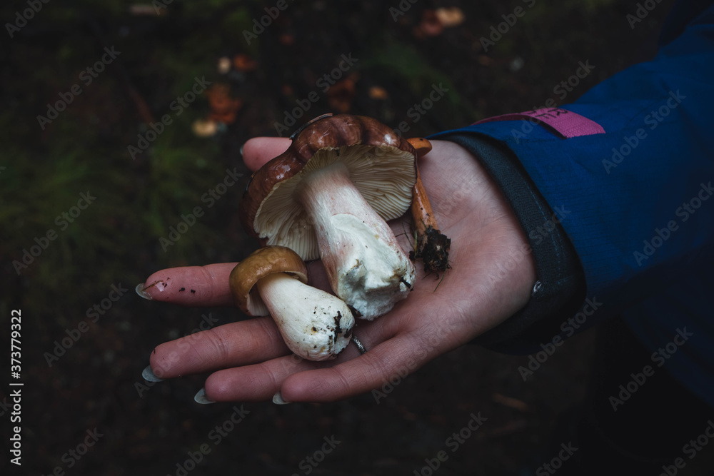 Young woman holds wild mushrooms in the forest