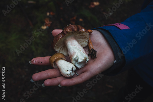 Young woman holds wild mushrooms in the forest