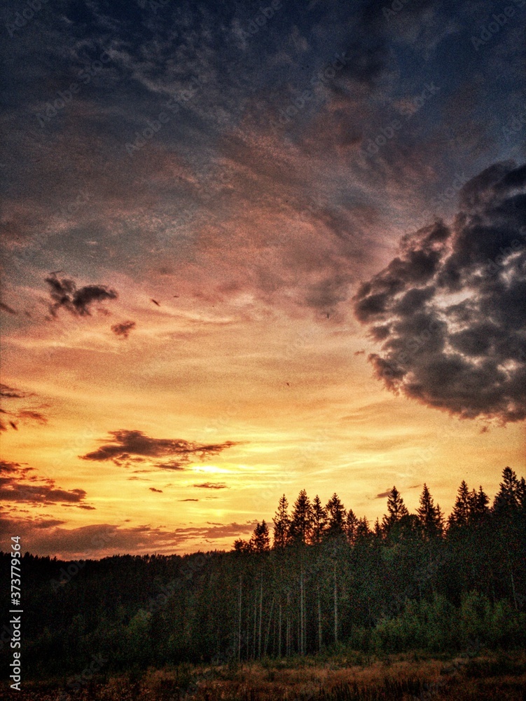 Fototapeta premium Sunset over forest.
