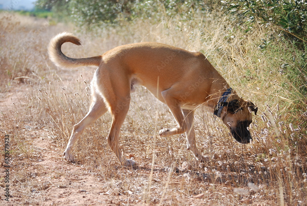 Black Mouth Cur Breed Canine