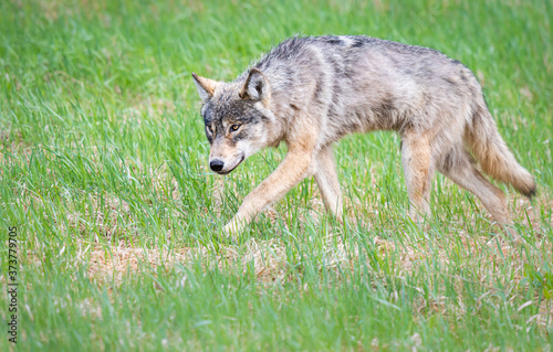 Grey wolf in the wild