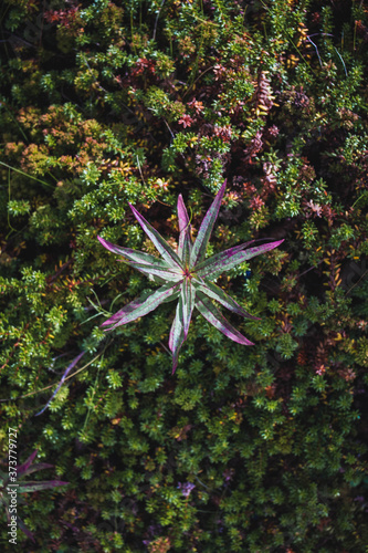 Bush of crowberryin the murmansk forest