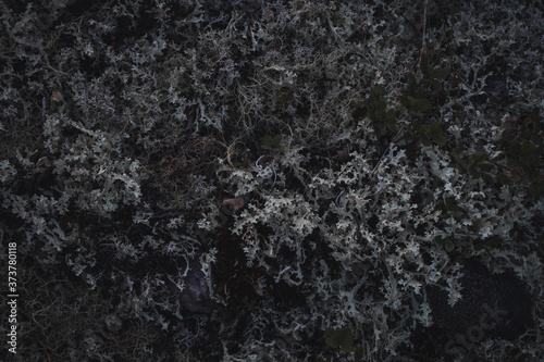 Textures of rock with mosses and lichens. Arctic flora.