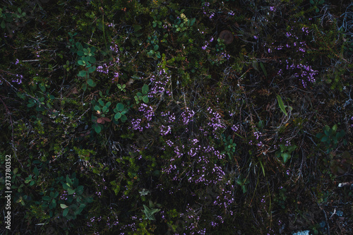 Dark plants background with little purple flowers