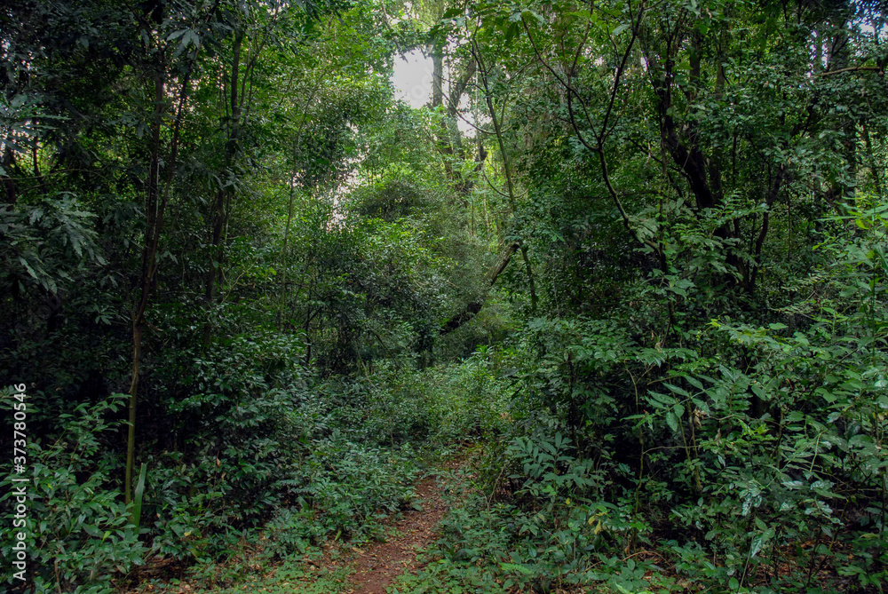 Obraz premium Jungle of the province of Misiones Argentina