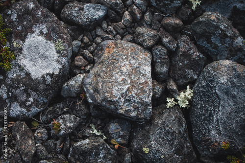 Close up of stones and rock with mosses and lichens. Arctic flora.