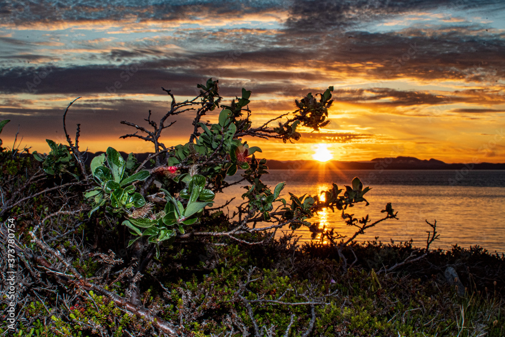 Sunset, Greenland, Landscape, Flowers. Sunset, Greenland, Landscape, Flowers.