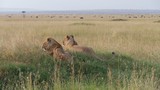 Lion and lioness waiting for dinner