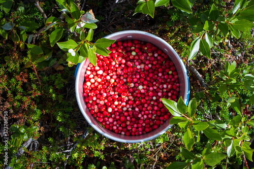 top view pot of lingonberries in the forest