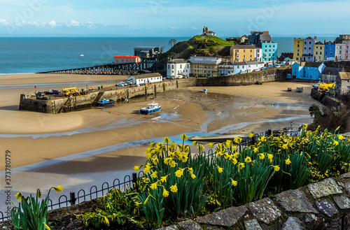 Daffodils in bloom in front of the view of Tenby harbour, Wales at low tide photo