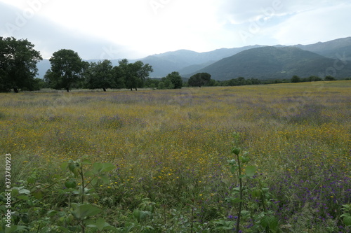 landscape with grass and mountains