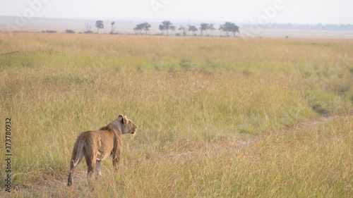 Lion and lioness waiting for dinner