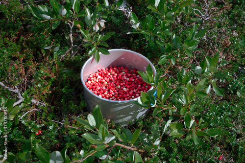 Pot of lingonberries in the forest