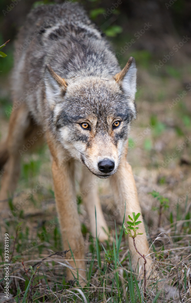 Grey wolf in the wild