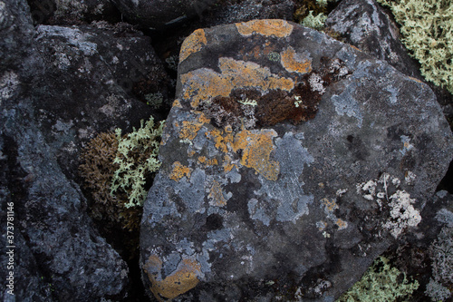 Textures of rock with mosses and lichens. Arctic flora.