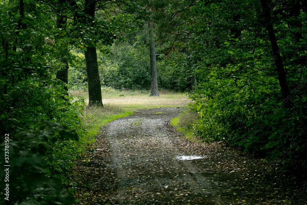 Fototapeta premium Forstweg führt in einen Wald