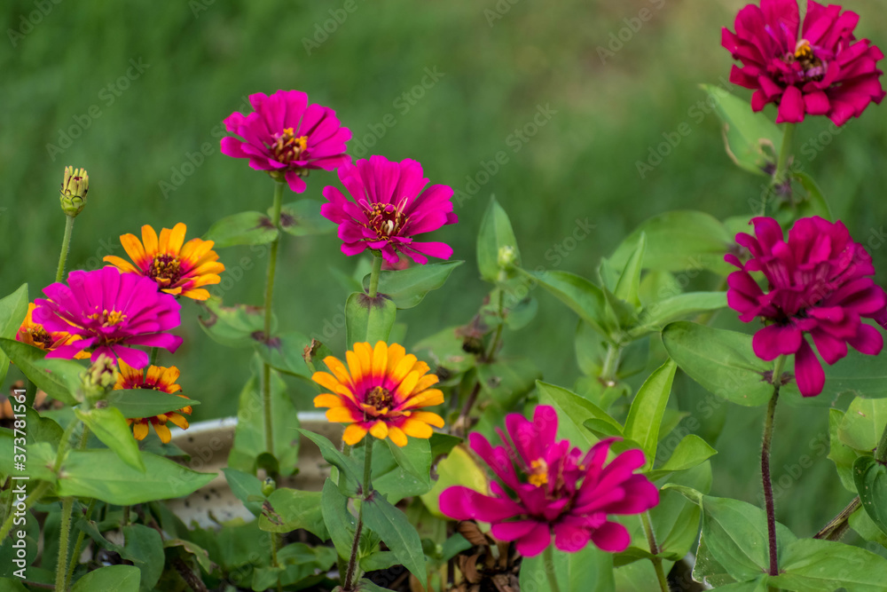 Colorful spring Zinnias Colorful spring Zinnias