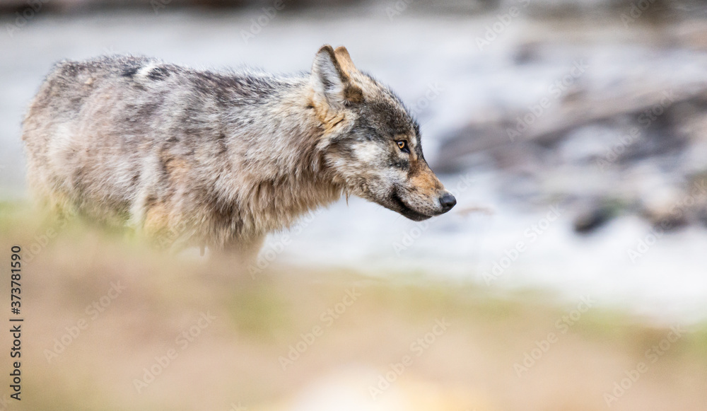 Fototapeta premium Grey wolf in the wild