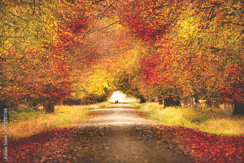 Fototapeta Naklejka Na Ścianę i Meble -  Road is in autumn forest background picture, out of focus