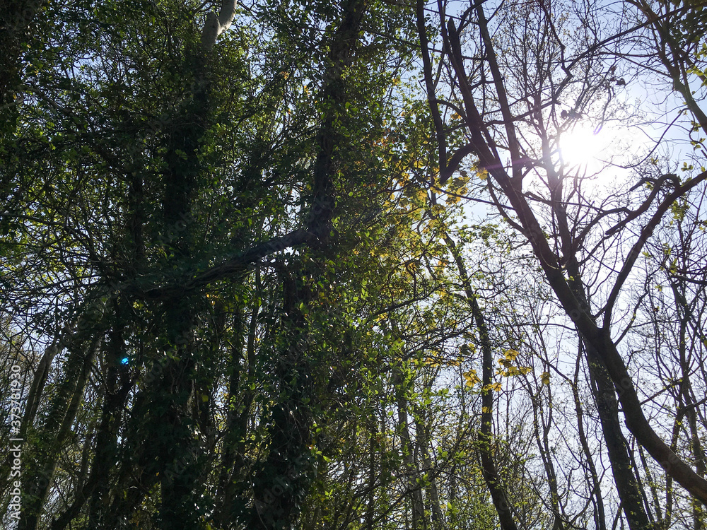 Fototapeta premium trees and sky