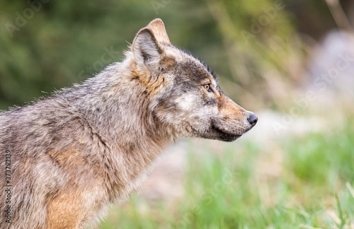 Grey wolf in the wild