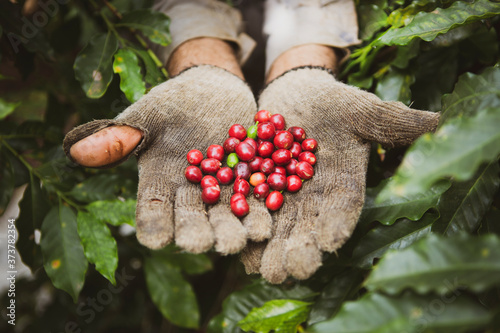 Closeup of a handful of red Brazilian coffee fruits during production harvest in a small family coffee plantation. Fair trade storytelling concept.