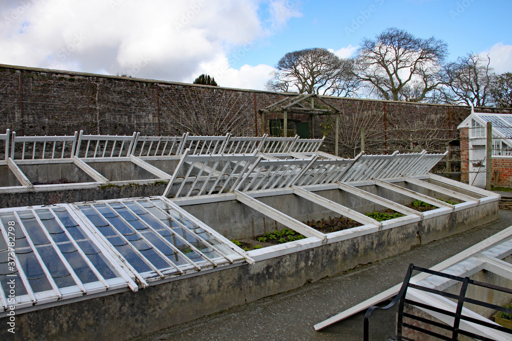 vegetable in cold frames at the lost Gardens of Heligan. Some are propped open to allow air circulation. vegetable in cold frames at the lost Gardens of Heligan. Some are propped open to allow air circulation.