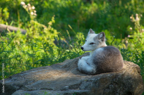 A solitary arctic fox resting on a large rock in the heat of summer. © Walt