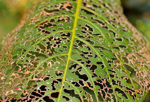 green leaf with holes