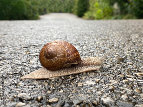 Big snail moving on asphalt road