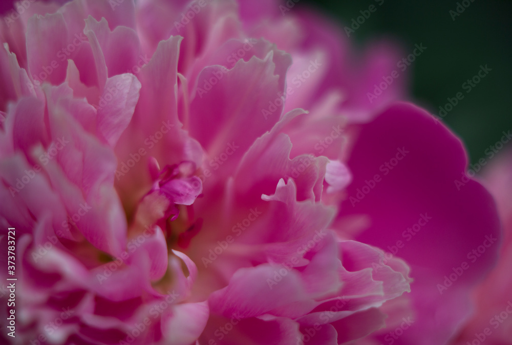 close up of pink  peony flower