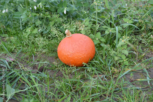 Kürbis im Garten, Bio, Selbstanbau, Selbstversorger, Gemüse, Pumpkin