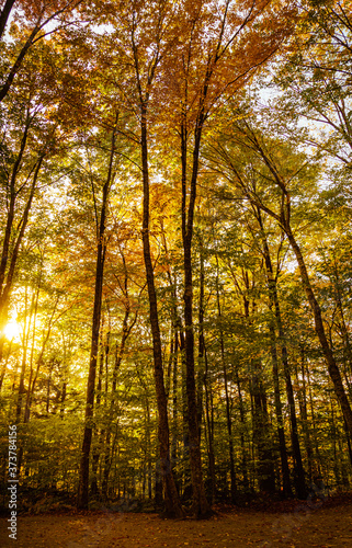 Sun streaming through autumn forest