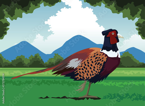 wild pheasant bird farm in the landscape scene