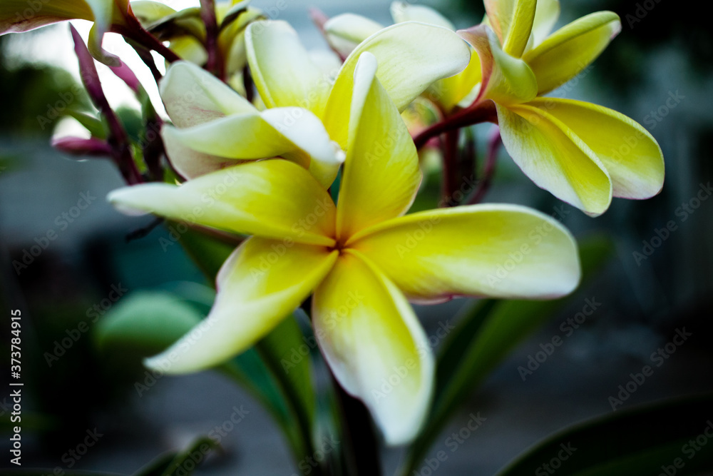 Flores y hojas Flores y hojas