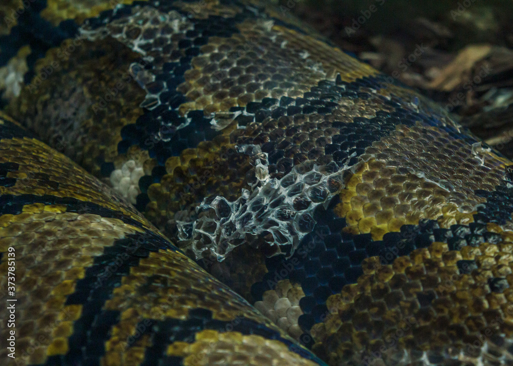 Pyton snake changing skin Pyton snake changing skin