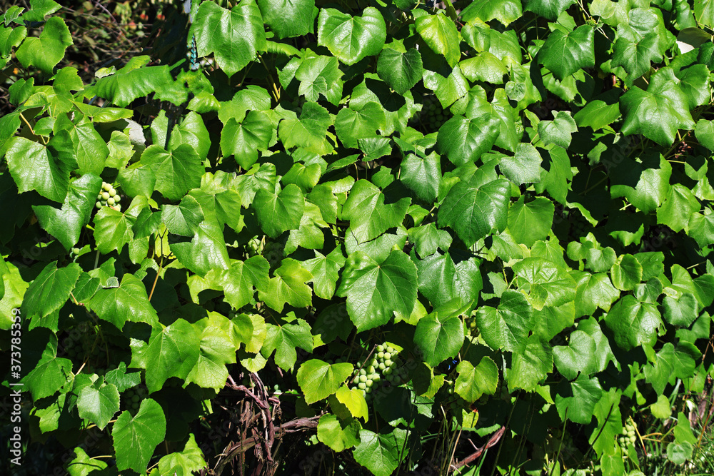 growing bush of grapes with green leaves in the rays of the summer sun full frame close-up growing bush of grapes with green leaves in the rays of the summer sun full frame close-up