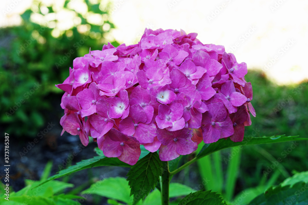 Pink hydrangea flower in full bloom and close-up against green and white sky background Pink hydrangea flower in full bloom and close-up against green and white sky background