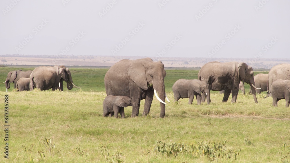 Zebras migrating to green lands
