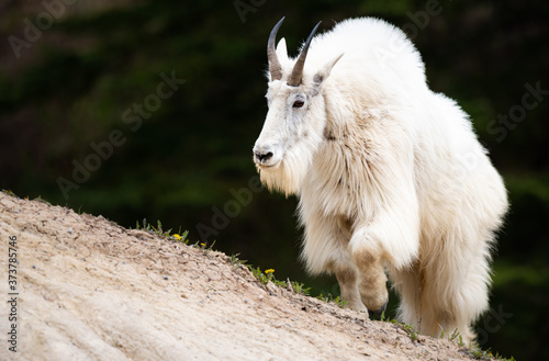 Mountain goats in the spring