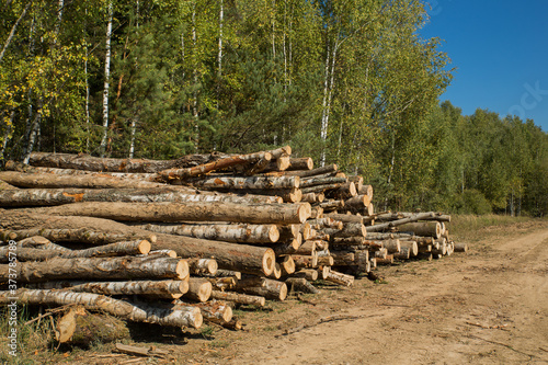The felled trees folded near the forest. Sawmill and Woodworking Industry