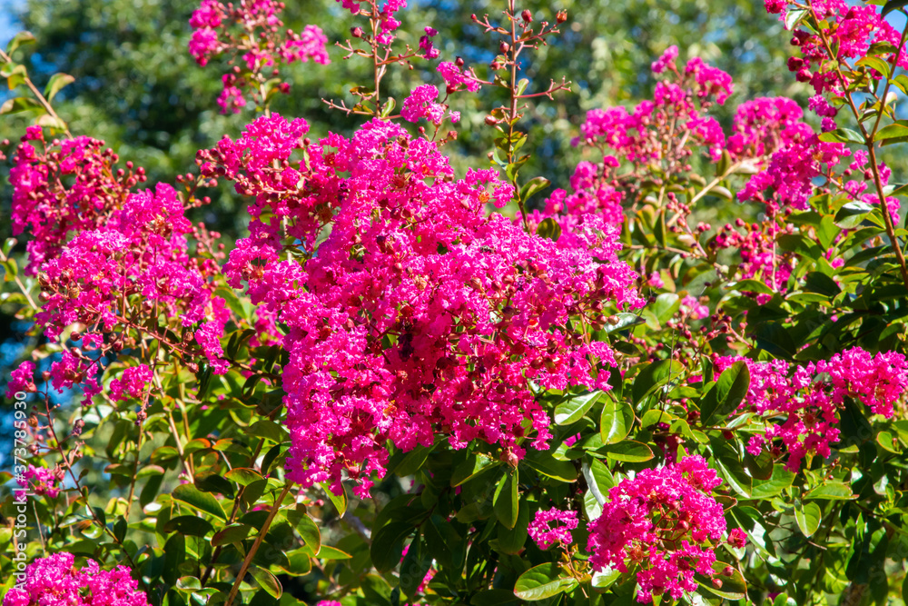 japanese cherry tree in bloom, flowers and plants japanese cherry tree in bloom, flowers and plants