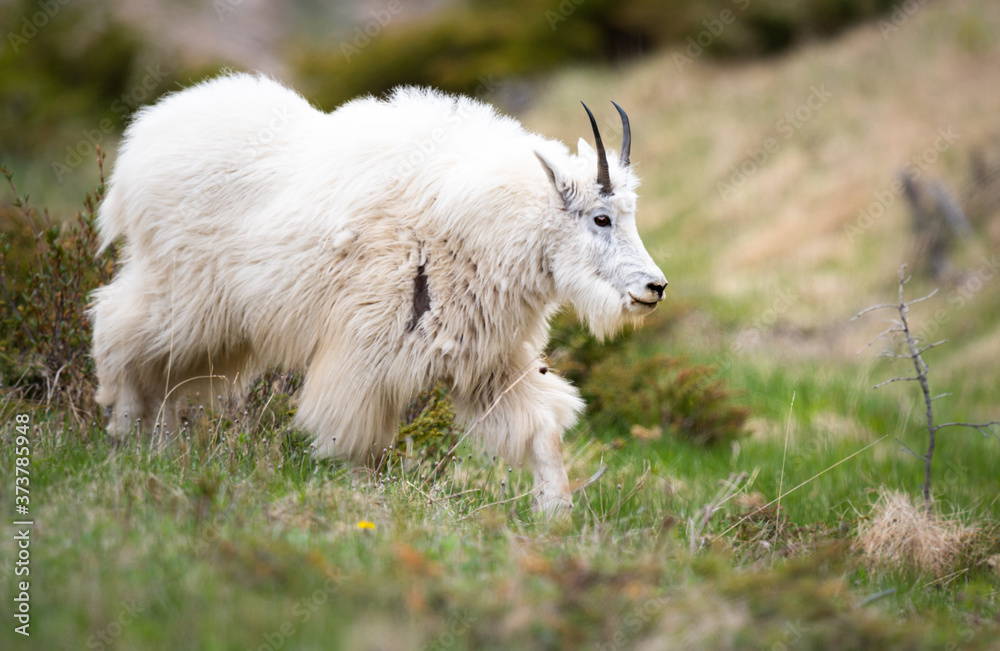 Obraz premium Mountain goats in the spring