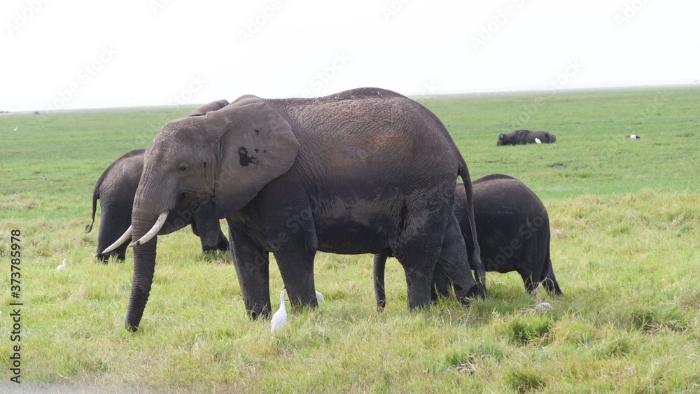 Fototapeta premium Zebras migrating to green lands 