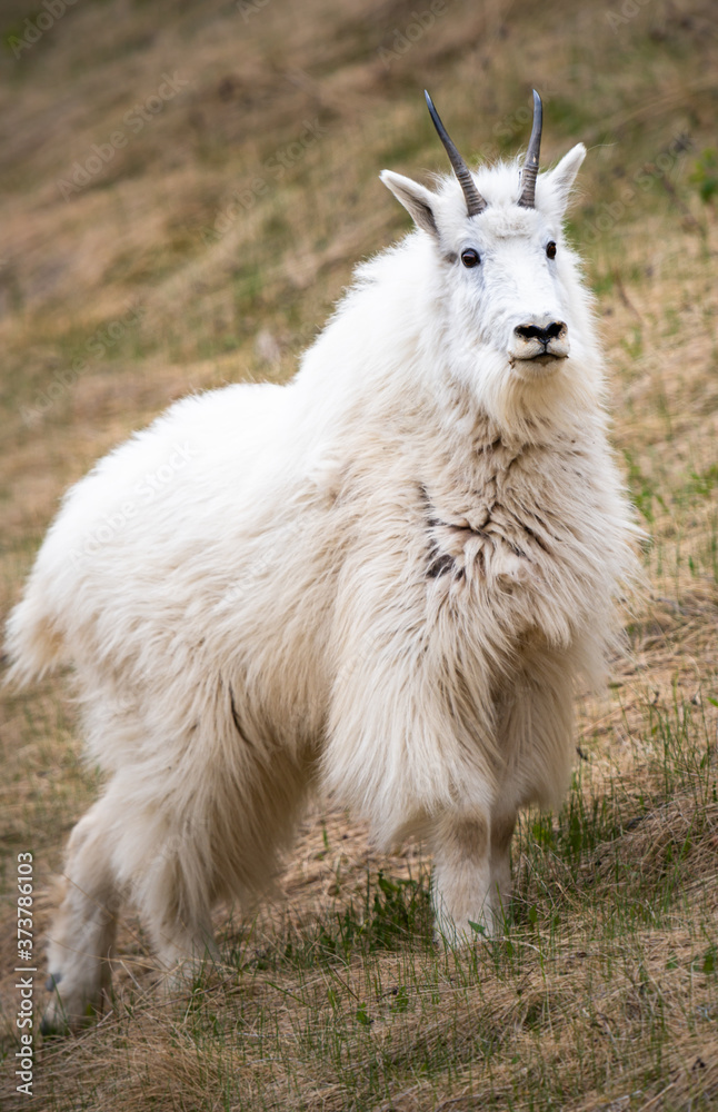 Fototapeta premium Mountain goats in the spring