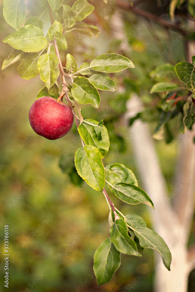 apple on tree apple on tree