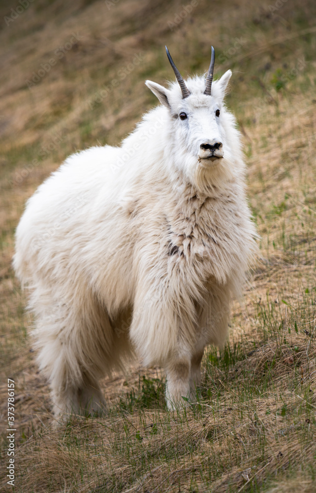 Obraz premium Mountain goats in the spring