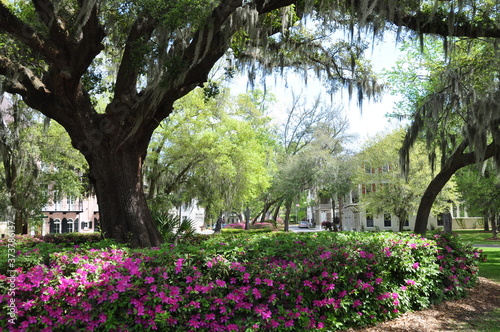Habersham Gated Community in Beaufort, South Carolina photo