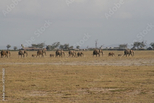 Zebras migrating to green lands 