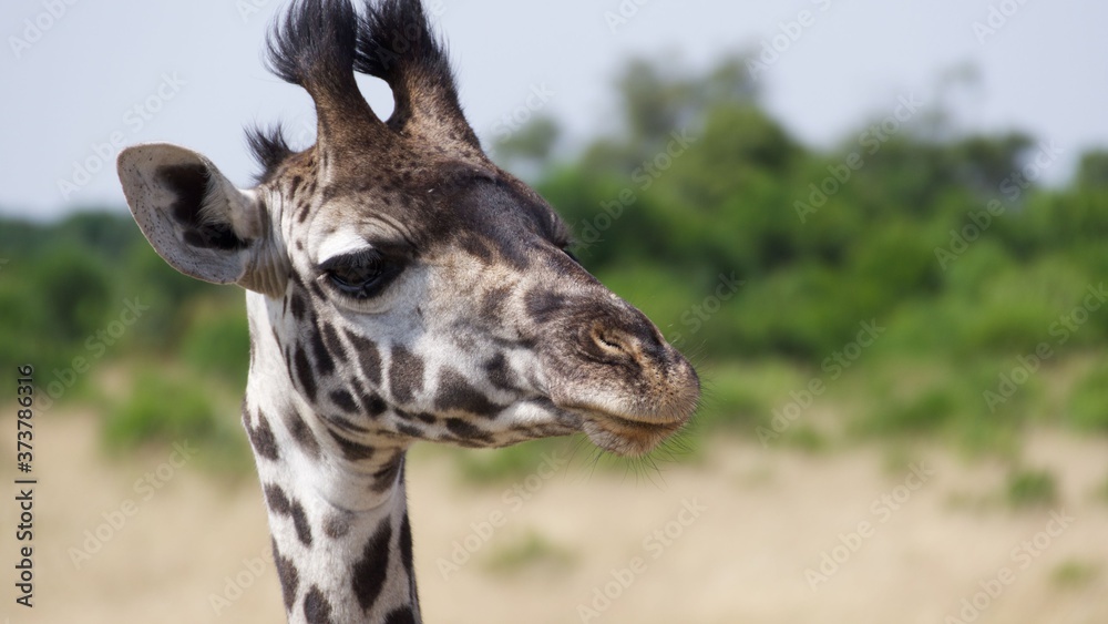Giraffes migrating to green lands
Giraffes migrating to green lands